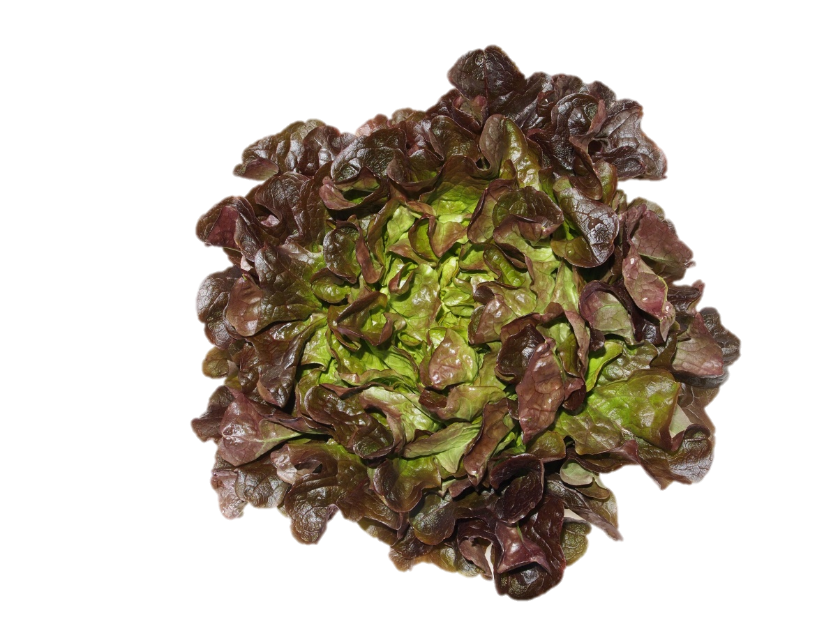 Reichenau Salate KW13 Eichenlaubsalat rot